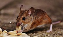 residential-pest-control Experts in Anderson